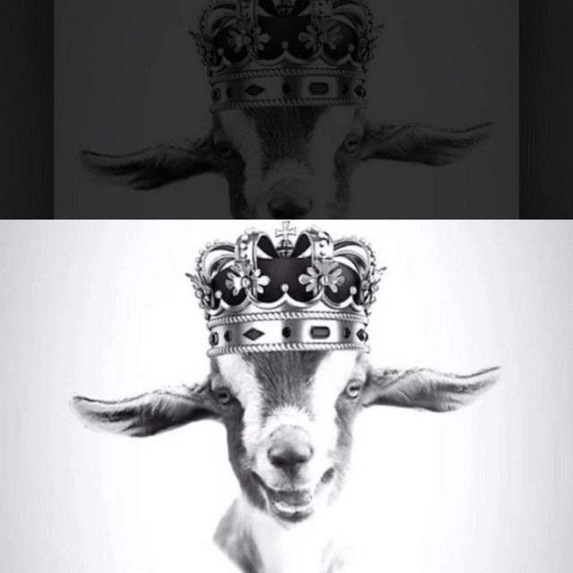 The Goat