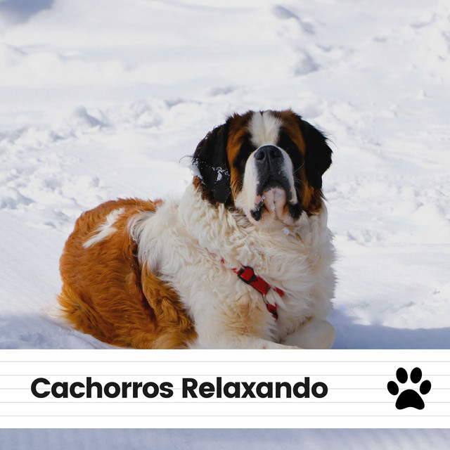 Cachorros Relaxando - Album by Música de Cachorro Calmante | Spotify