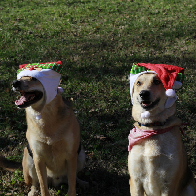 Boom Forest Invites You to a Very Cookie Christmas, Vol. 2 cover art