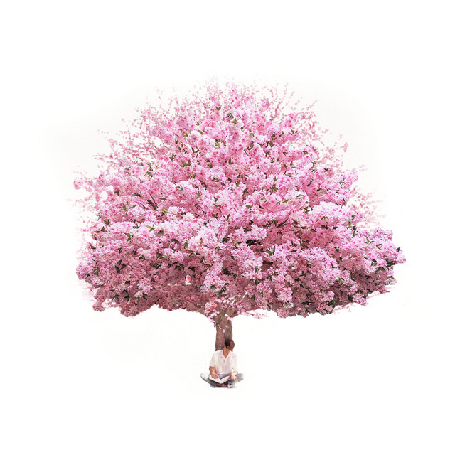 Cherry Blossom cover art