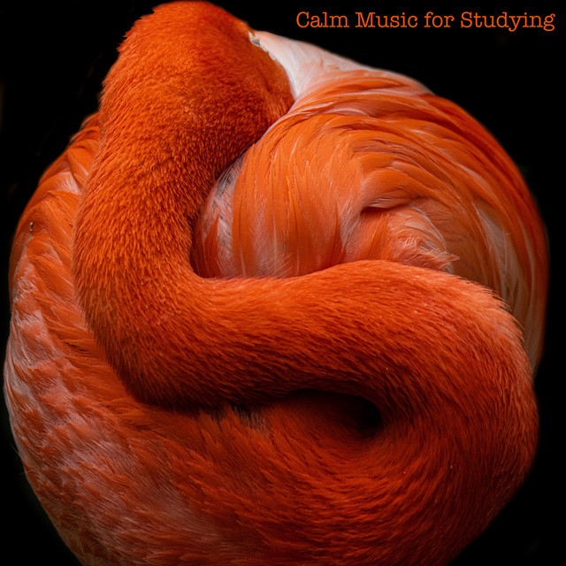 Calm Music for Studying cover art