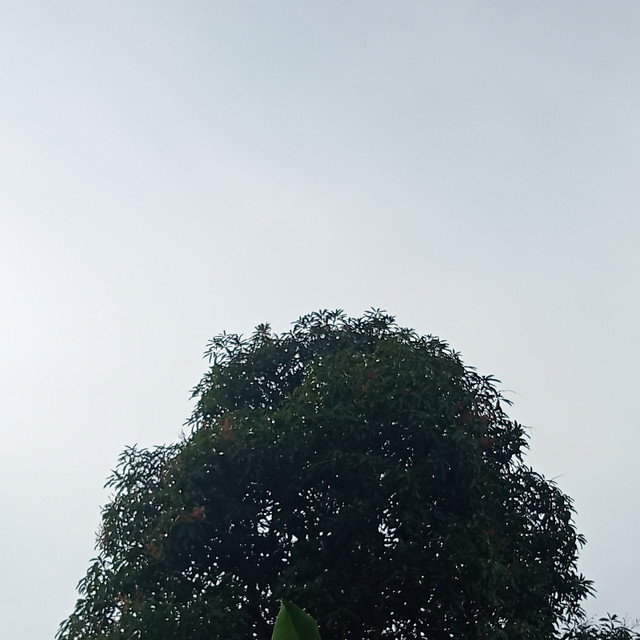 bapang