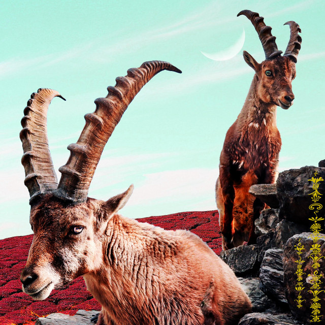Omni cover art