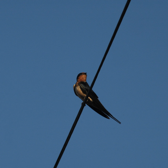 Bird cover art