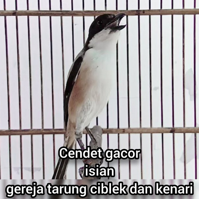 Master cendet 87