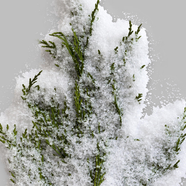 Snow cover art
