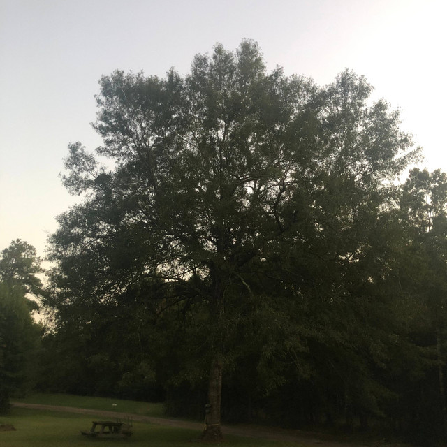 lead cover art