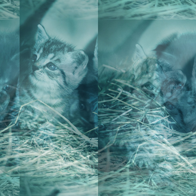 Barbarous Photo