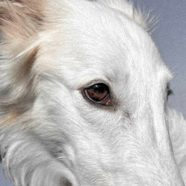 Tame a Hound cover art