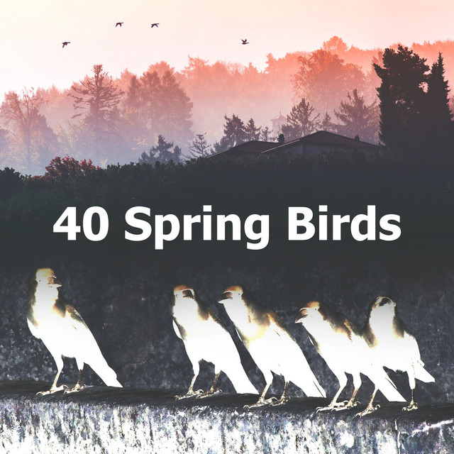 40 Spring Birds - Album by Singing Birds | Spotify