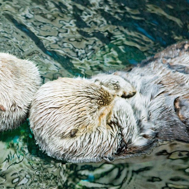 Otter - EP cover art