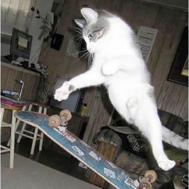 cool cat cover art