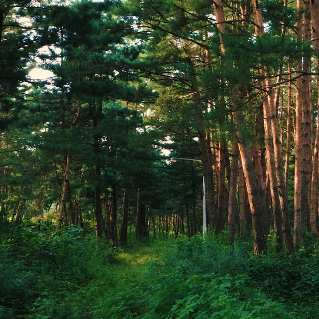 Chill Forest :) lofi hiphop mix cover art