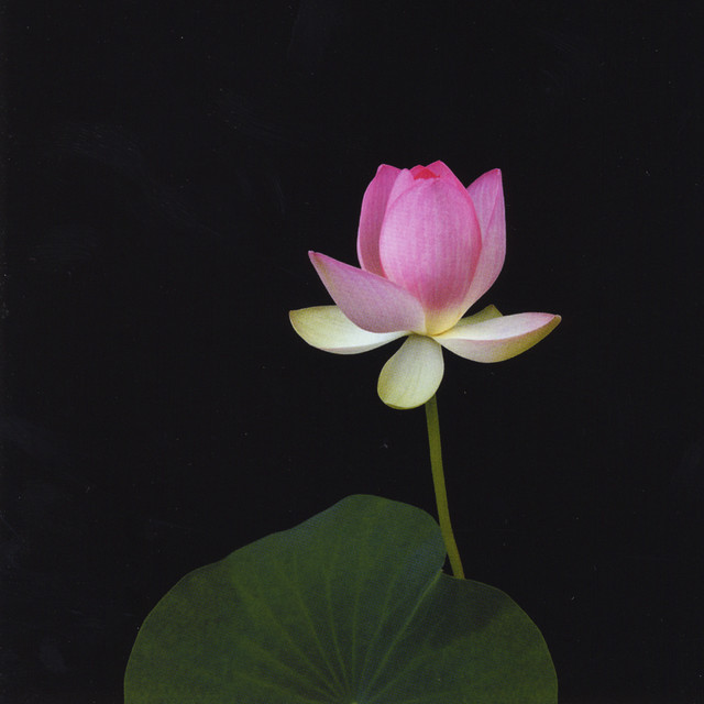 Peace Prayer cover art