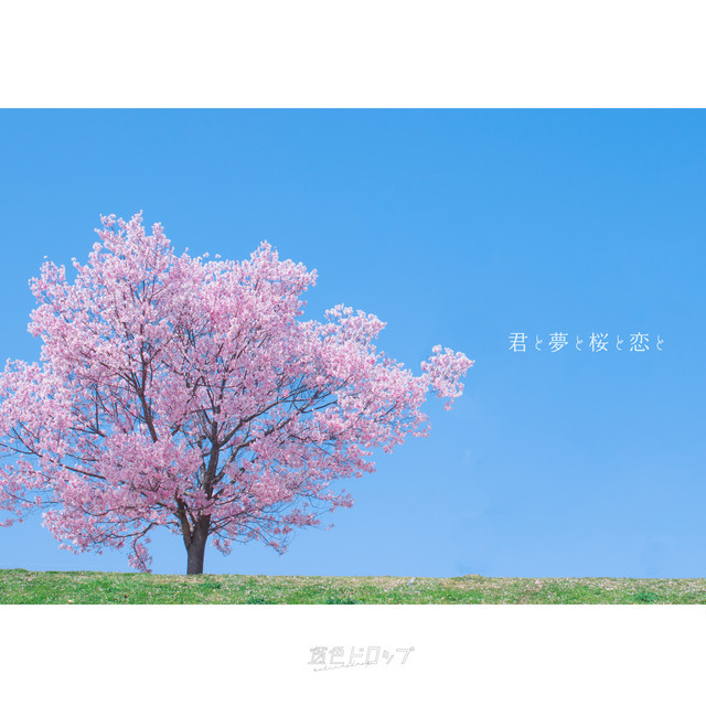 Kimi to yume to sakura to koi to cover art