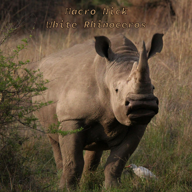 White Rhinoceros