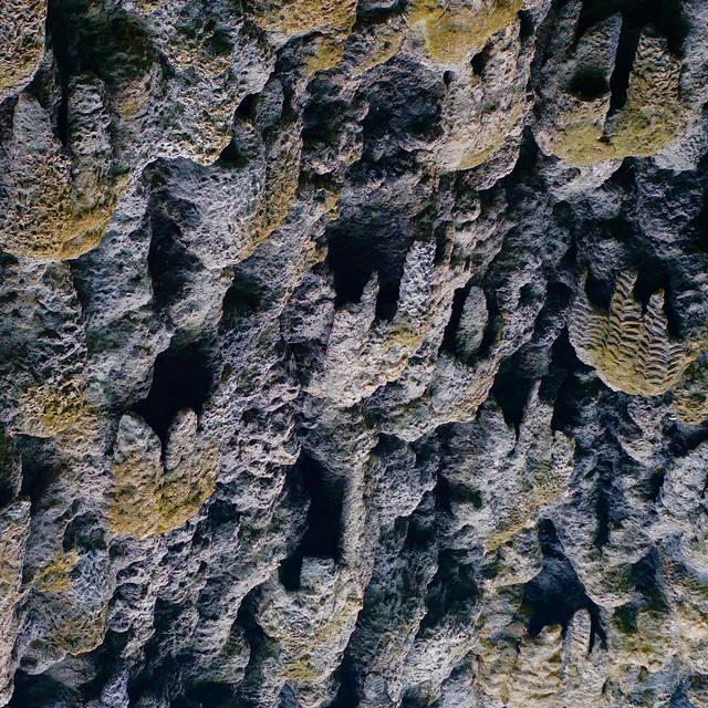 Leaf cover