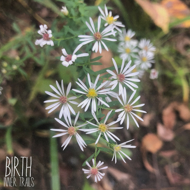 Birth cover art