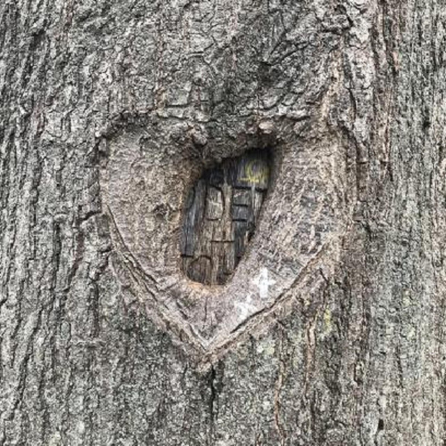 The Head and the Heart (The Tapes) cover art