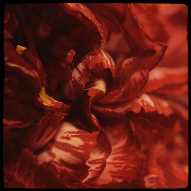 Carnation