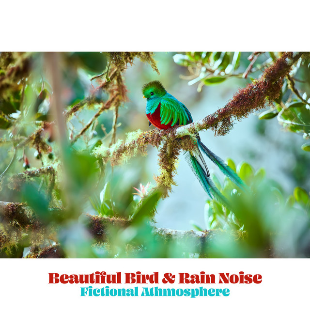 Beautiful Bird & Rain Noise cover