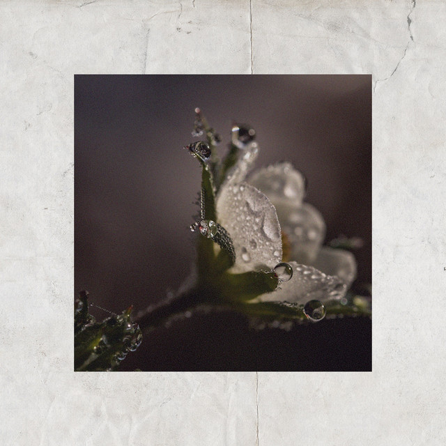 meditative mind cover art