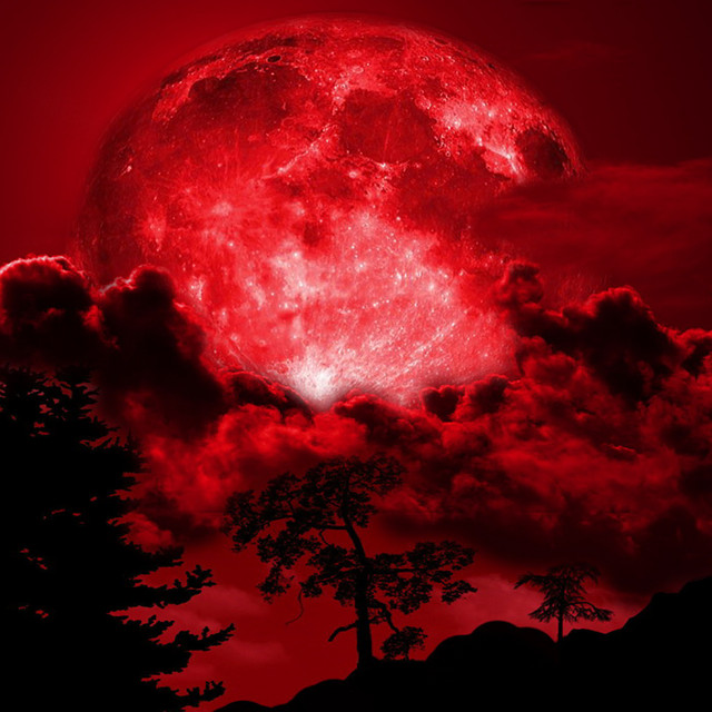 red forest cover art