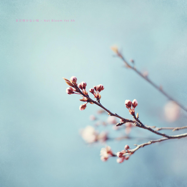 まだ咲かない桜 – Not Bloom Yet Ah - song and lyrics by YUI | Spotify