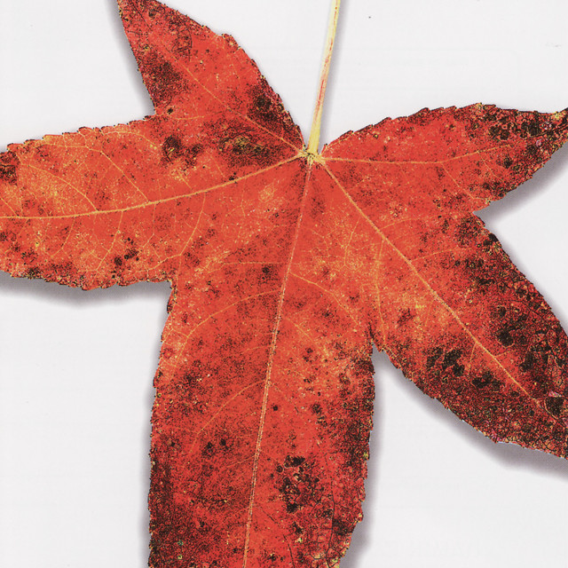 A Tribute to the Music of Peter Gabriel: Leaves from the Tree