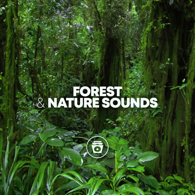 Forest & Nature Sounds cover art