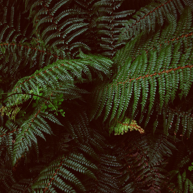Anahata, Heart | Stress Relief Music, Inspirational Music cover art