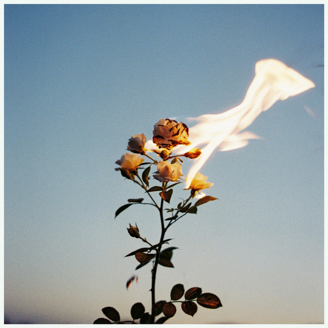 Brief Glimpses of Beauty cover art