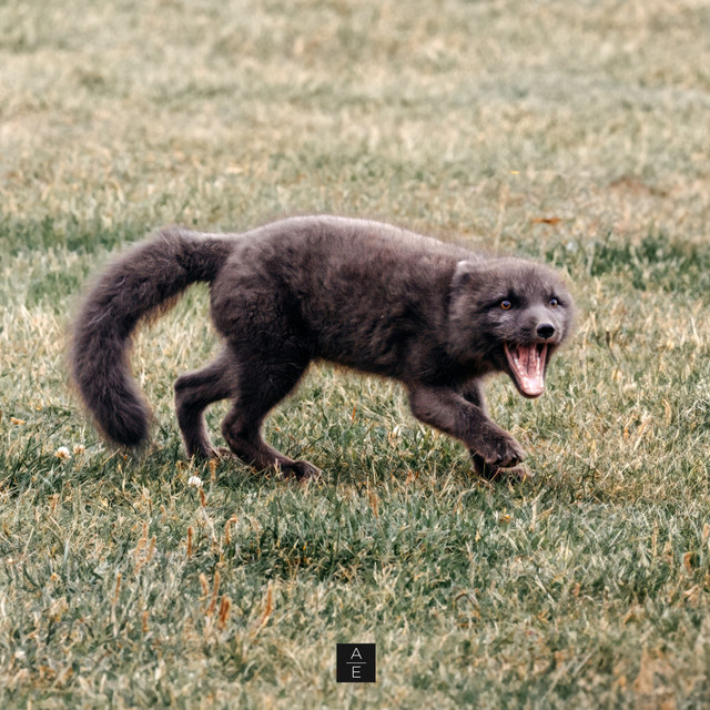 Fierce cover art