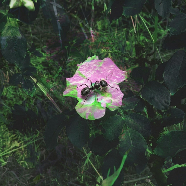 album image
