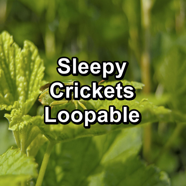 Sleepy Crickets Loopable cover art