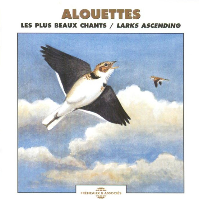 Alouettes, les plus beaux chants - Larks Ascending