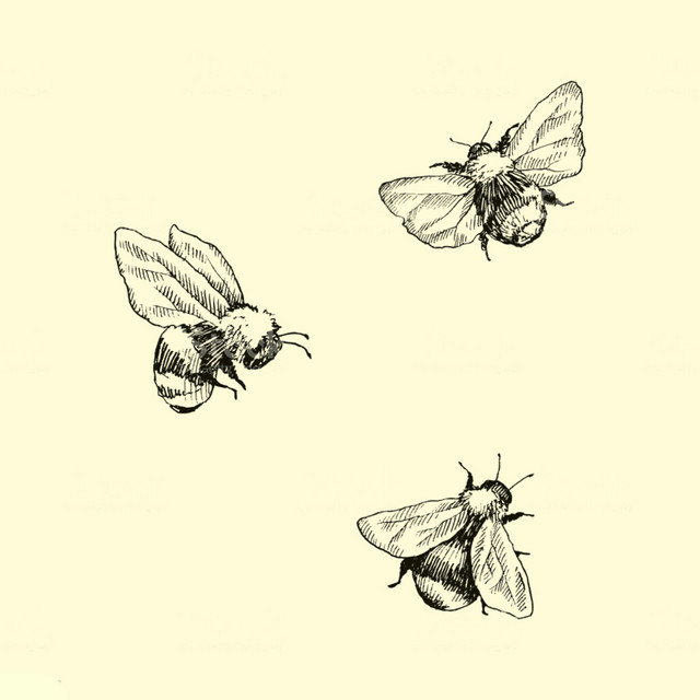 The Bee Sides cover art