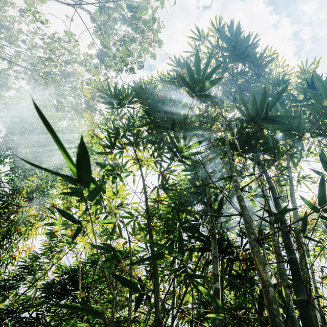 Bamboo
