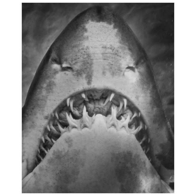 Greed album image