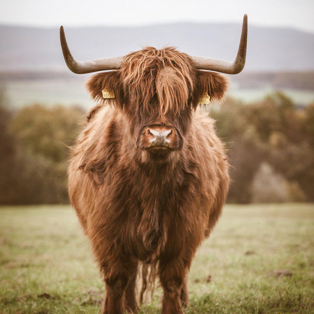 The bull