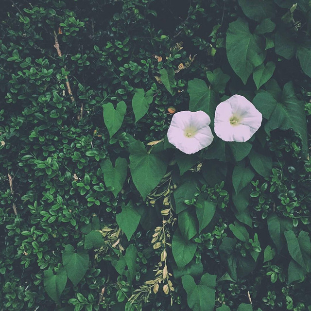 Summertime and the Living's Easier. cover art