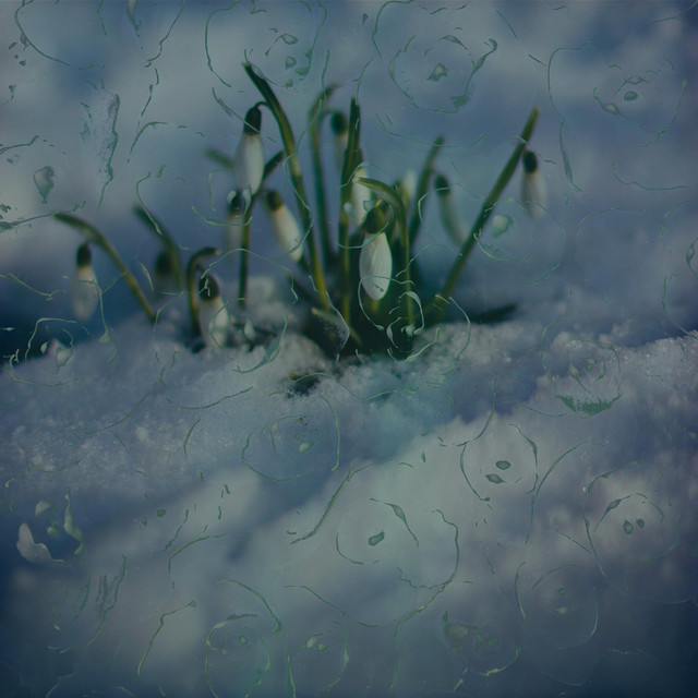 Обкладинка: Snowdrops — Alexei Surovykh