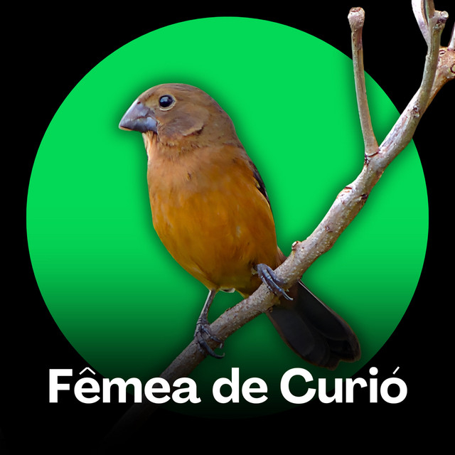 Fêmea de Curió - Canto Suave e Delicado (Esquenta) cover art