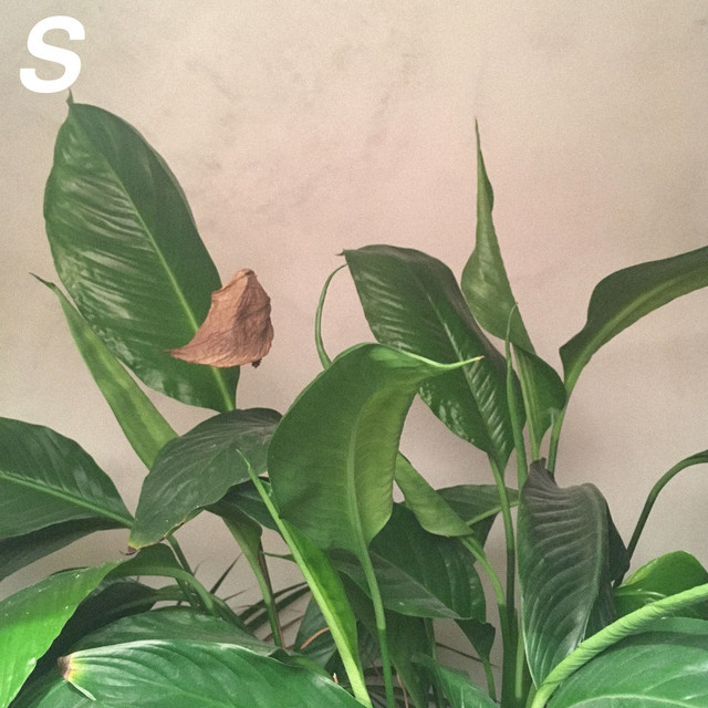 Stefanie cover art