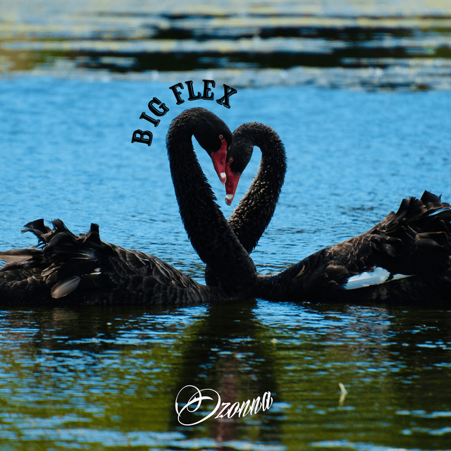 Big Flex cover