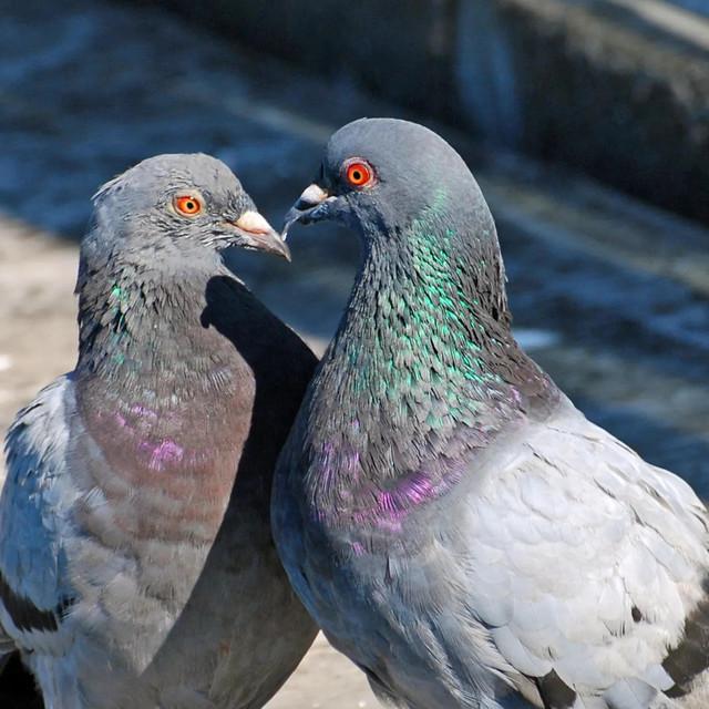 Pigeons