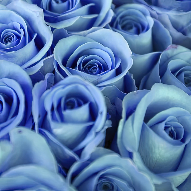 Rosas Azules cover art