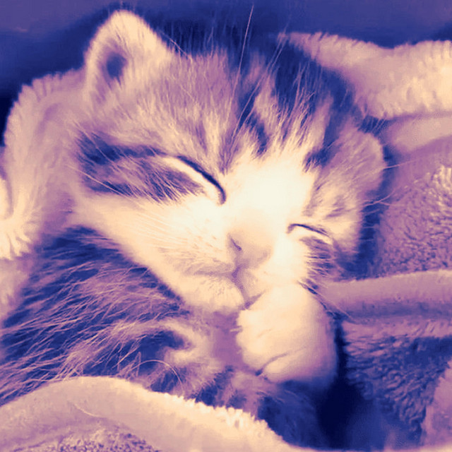 how do you sleep at night?