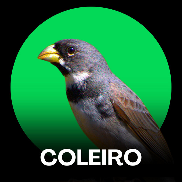 Cantos de Coleiro (Treinamento) cover art