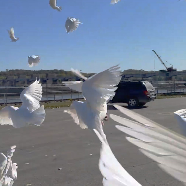 undefined album image